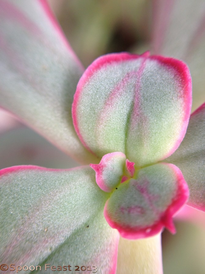 Using the i phone macro lens