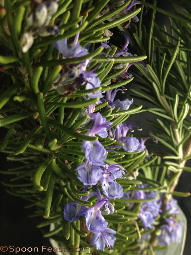 Rosemary Flowers