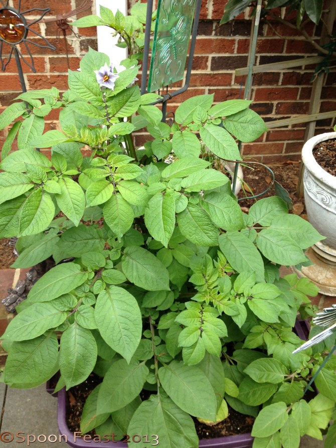 The Peruvian Blue Plant