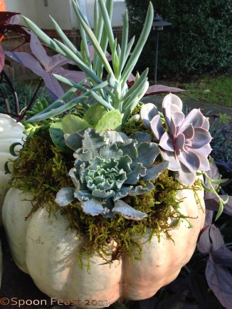 Pumpkin with Moss and Succulents  