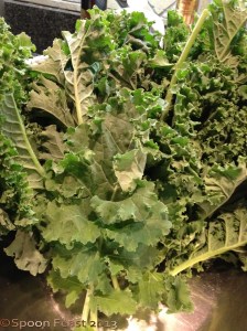 Fresh picked kale