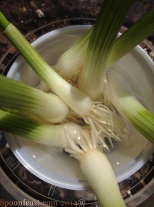 Freshly pulled scallions