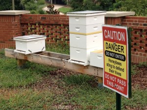 The Hives for Greenway Gold